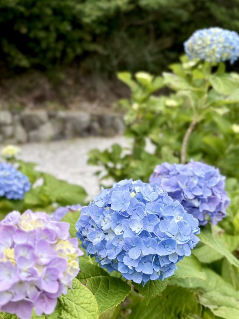 初夏の照江寺を彩る紫陽花