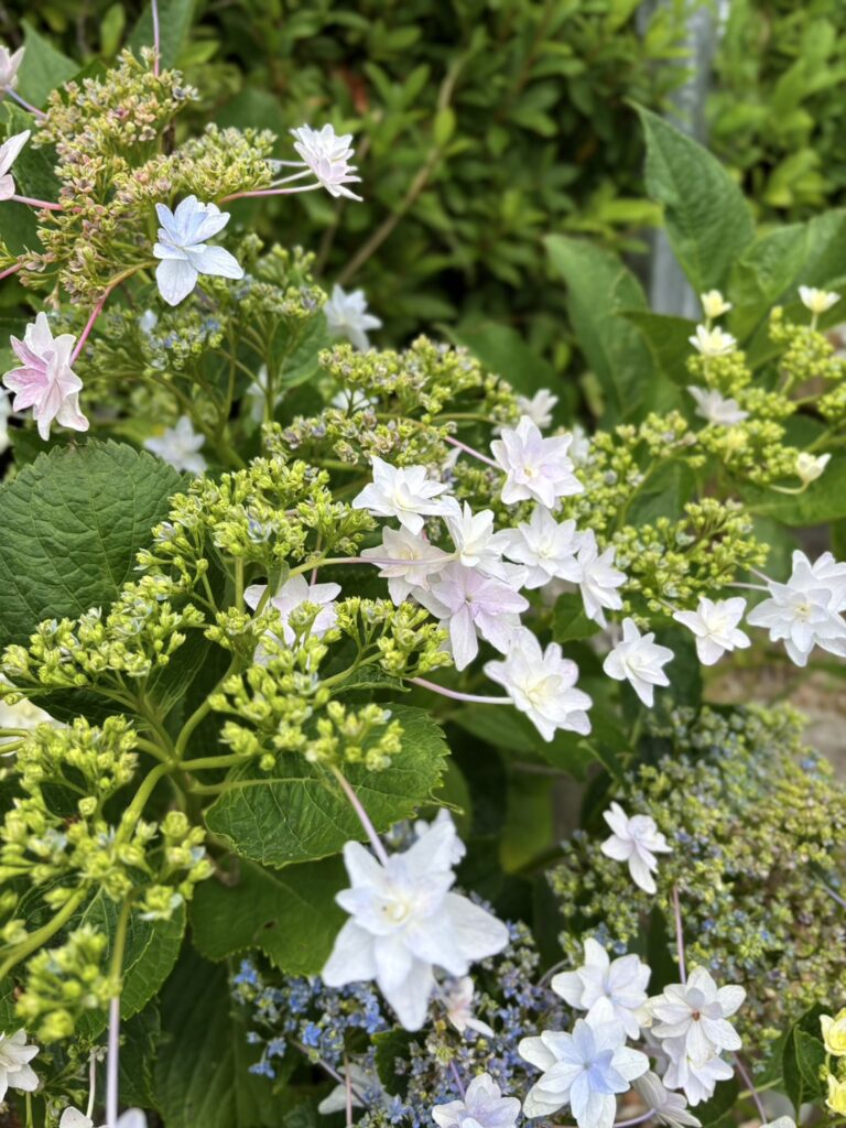 花火のように広がるスミダノハナビ