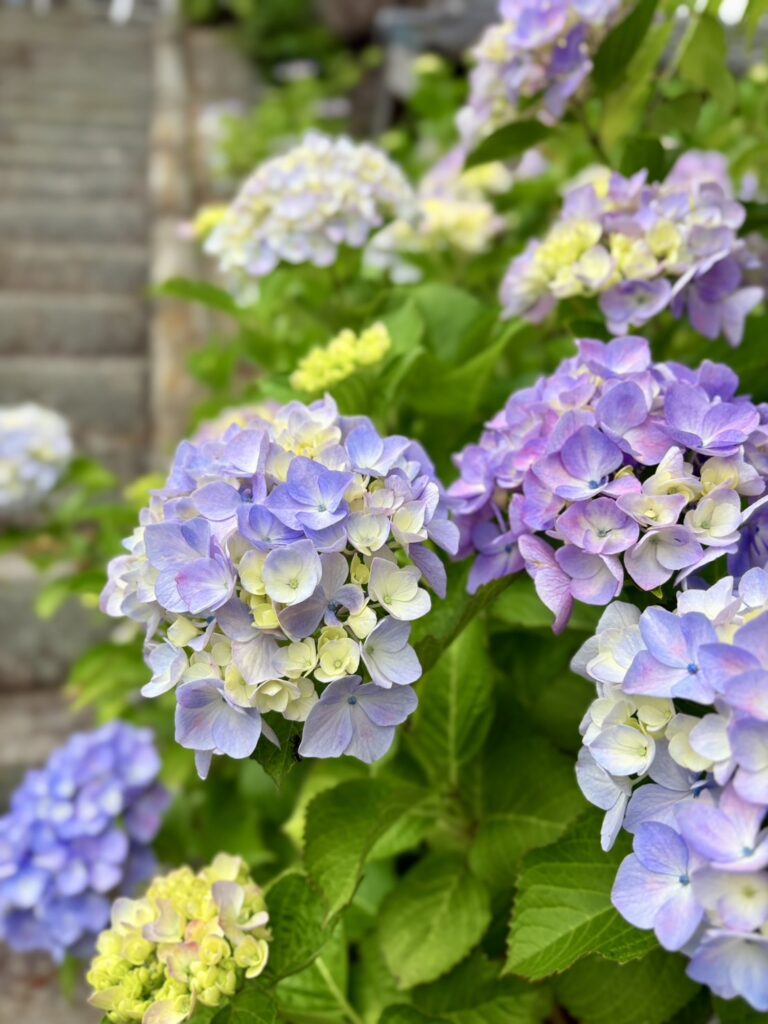 紫陽花に囲まれた照江寺の石段風景