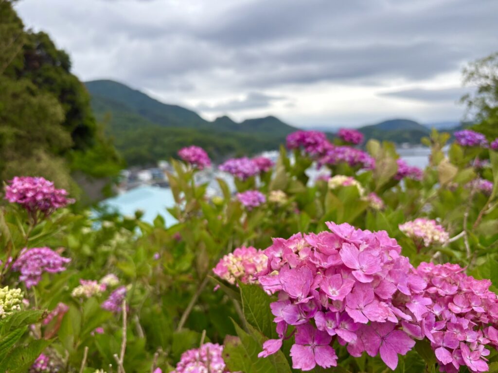 紫陽花越しに見える江浦湾