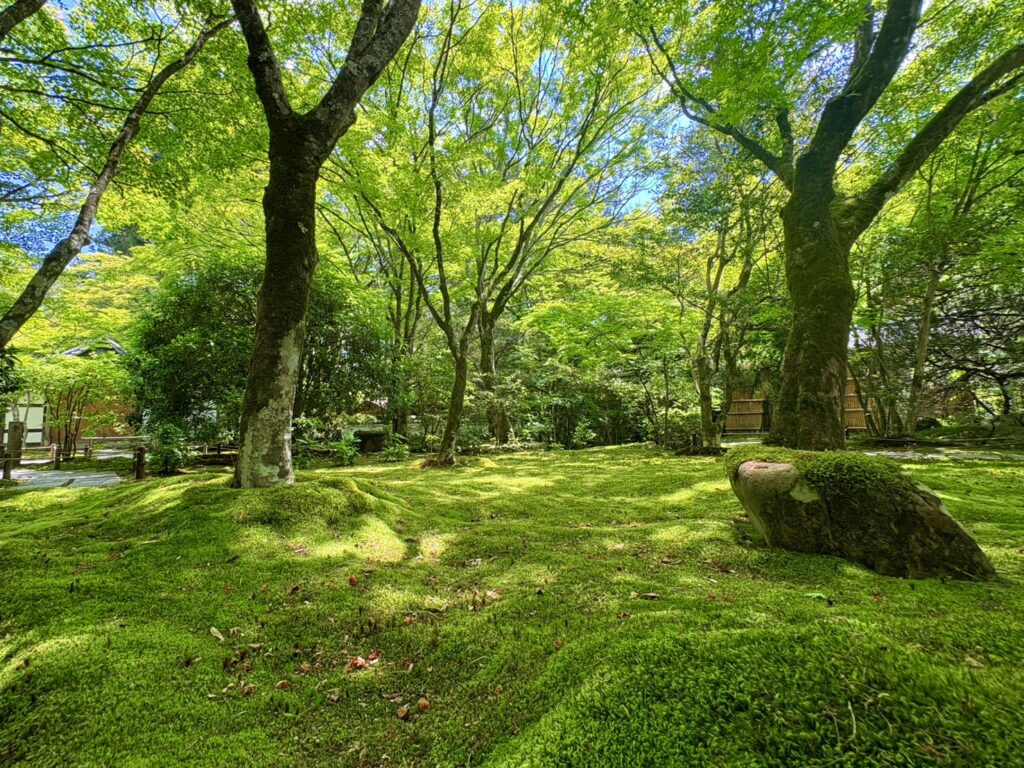     深い緑が美しい西芳寺（苔寺）の庭園