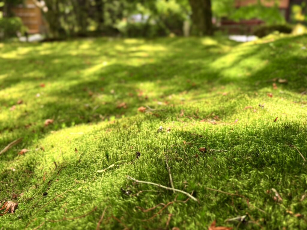  苔に包まれた庭園