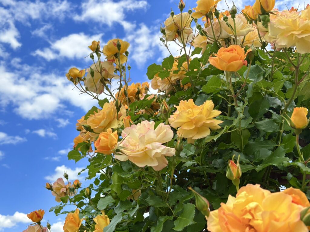 富士川クラフトパークに咲く春薔薇。青空に黄色の薔薇が映えます。