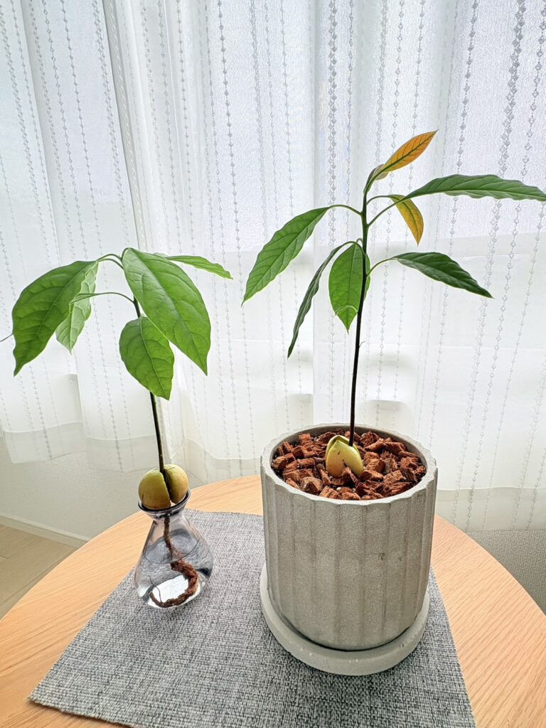 順調に育ってきました。室内でコンパクトに育てるため剪定しようと思います。