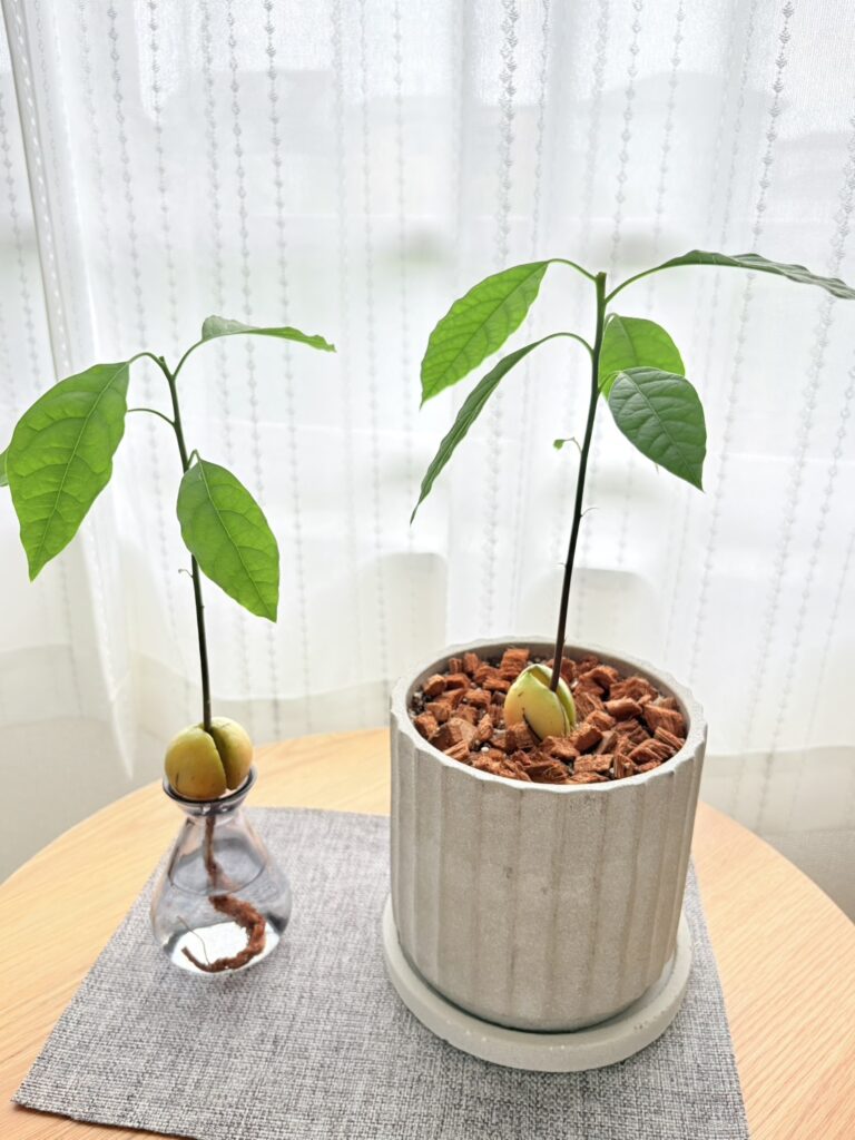 7月3日に剪定。高さ約20cmで、一番上の葉の下を切り戻しました。
