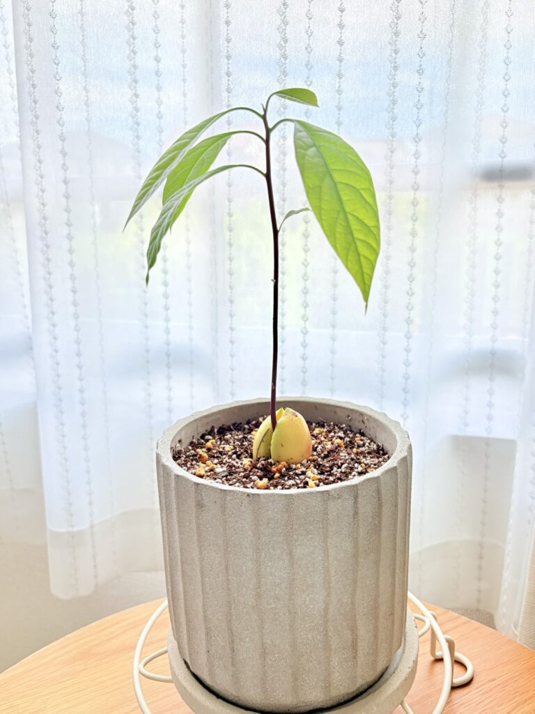 草丈15cmほどになったので、直径15cmほどの鉢へ植え替えました。