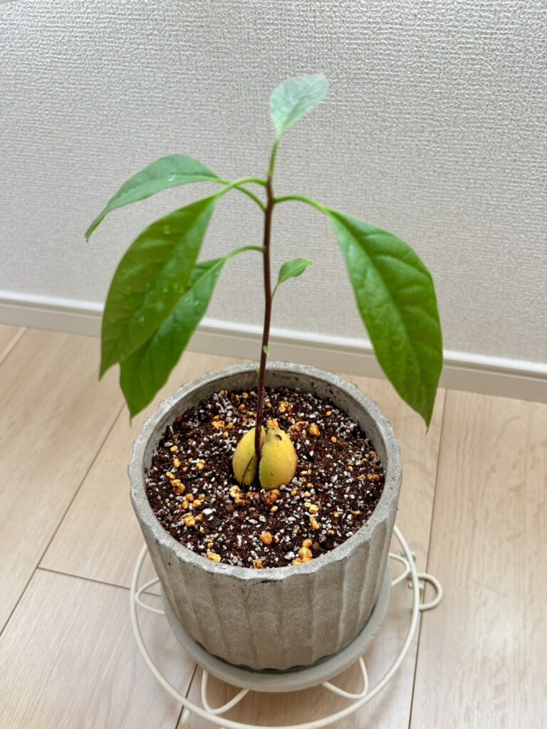 種を見せるように植え付けて完成。これからの成長も楽しみです。