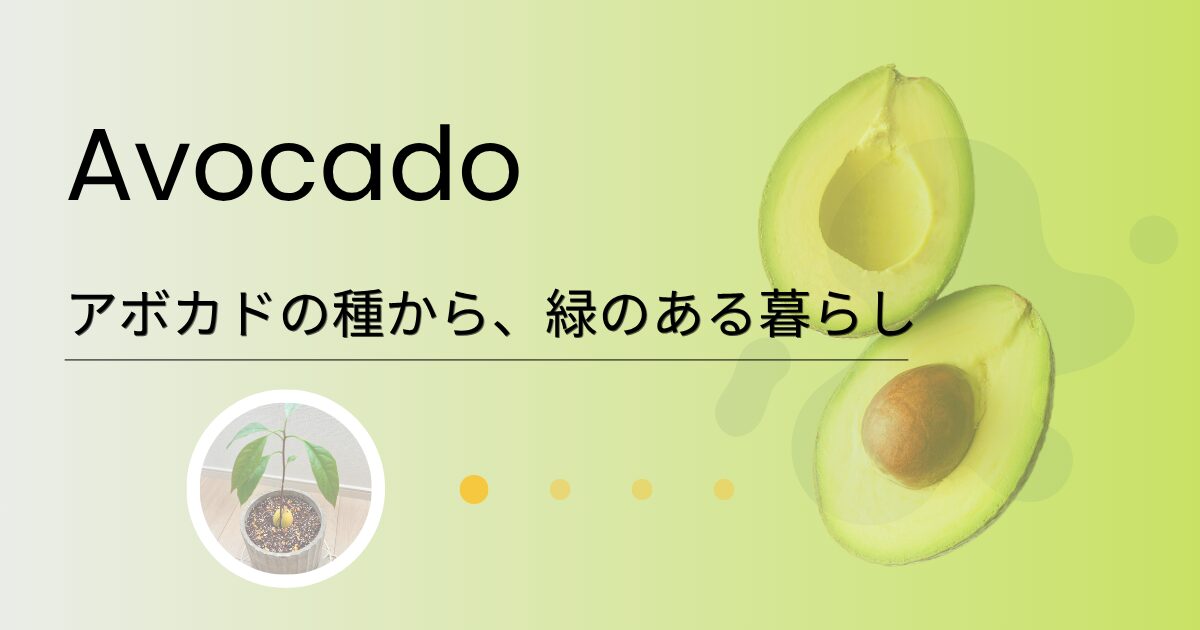アボカドを種から育て観葉植物にする成長記録。