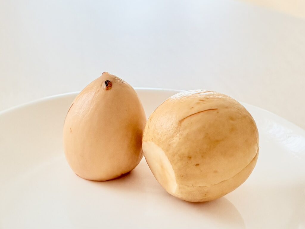 種の下側を少しスライスし、薄皮を剥がして発芽の準備をしました。
