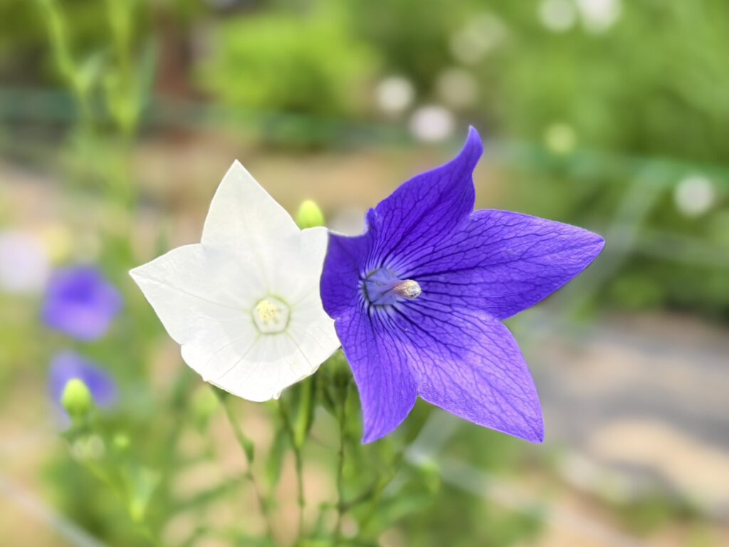咲き始めた白色と紫色のききょう