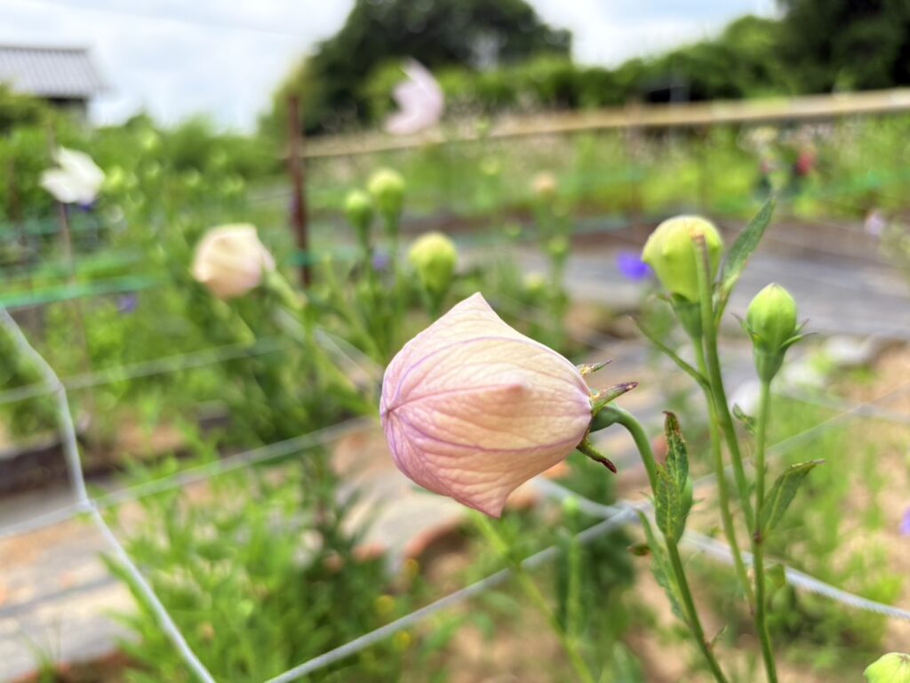 開花を待つききょうの蕾