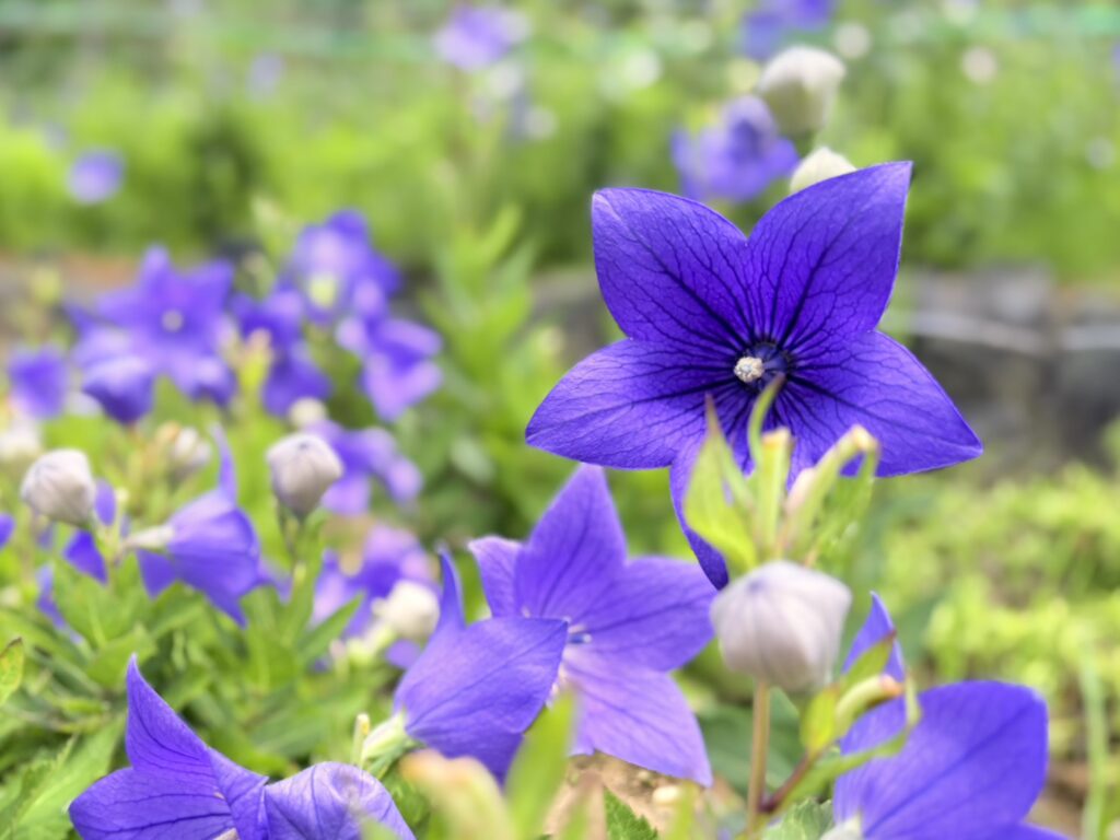 紫色のききょうの花