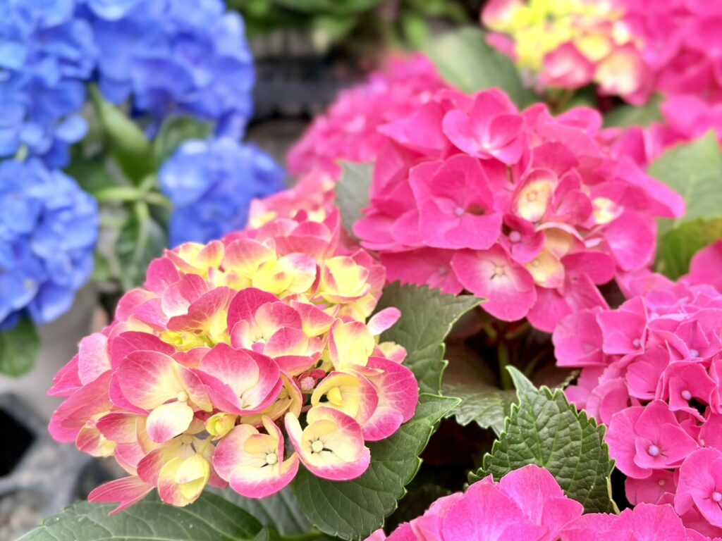 境内に咲き誇る色とりどりの紫陽花。
