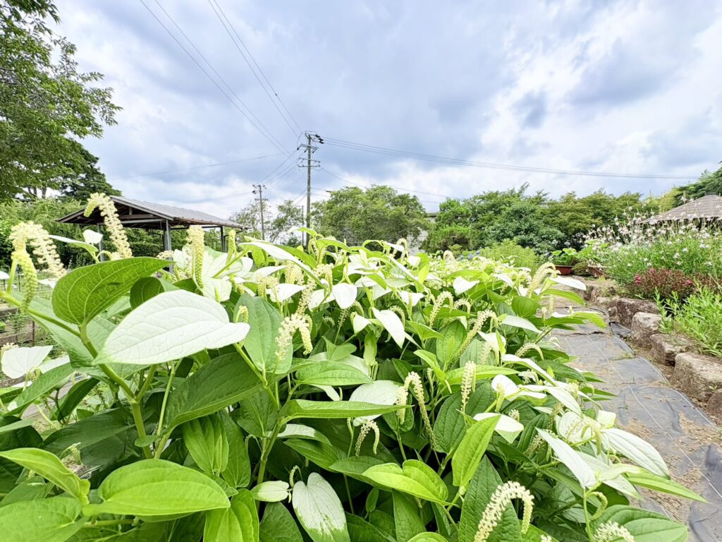 香勝寺に咲く半夏生