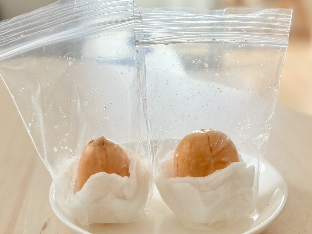 湿らせたコットンの上で管理。毎日変化がないか観察していました。