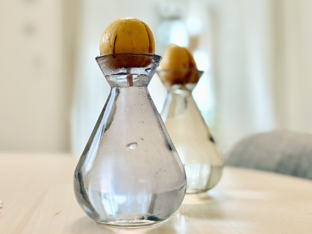 根が伸び始めたので球根用のガラスベースへ移動しました。水耕栽培で管理中。日に日に伸びる根を見るのが楽しみでした。