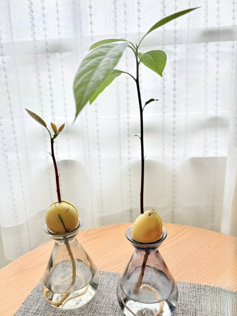 発芽後は葉が次々と開き、少しずつアボカドらしい姿に。