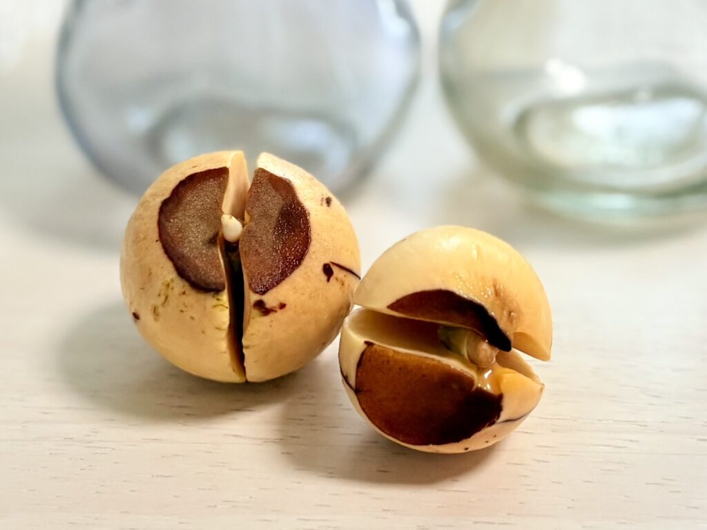 栽培開始から17日後、ついに発根を確認。