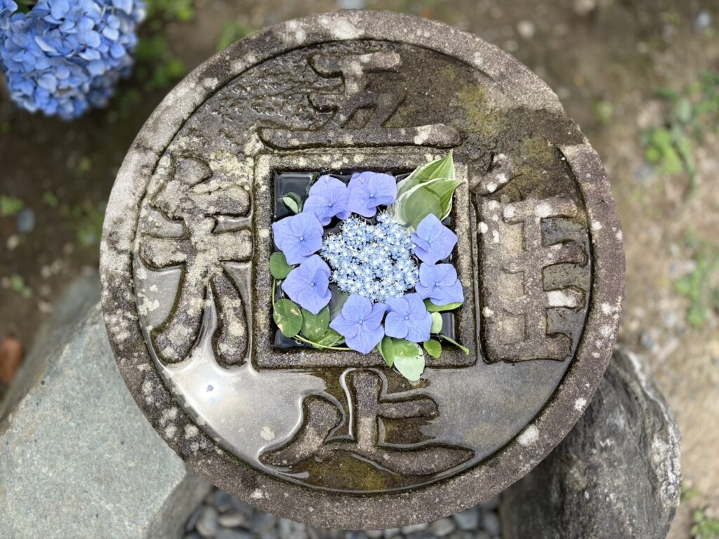 境内を彩る青いあじさい