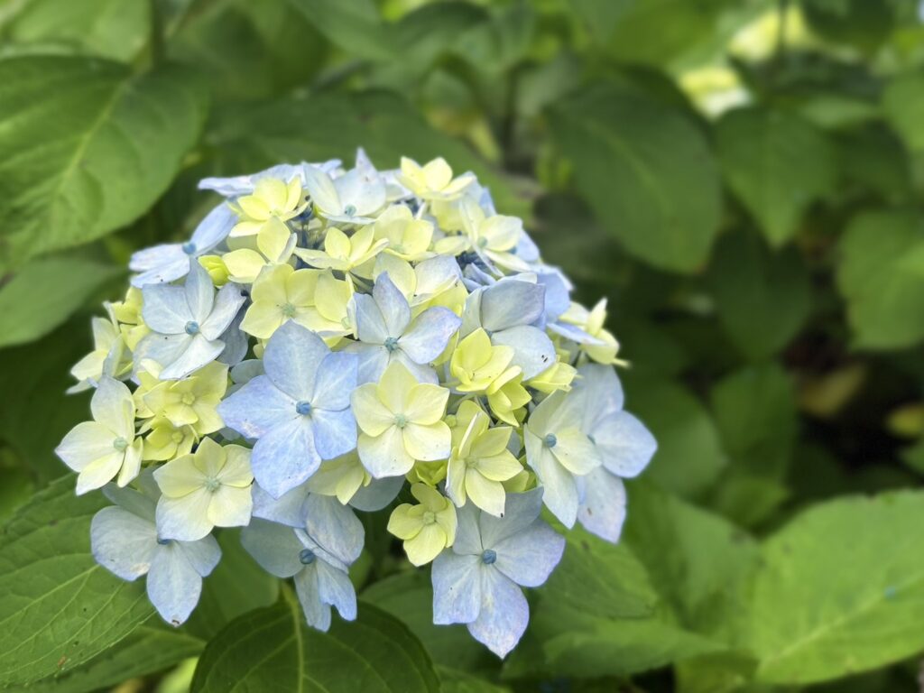 近くで見る繊細なあじさいの花びら