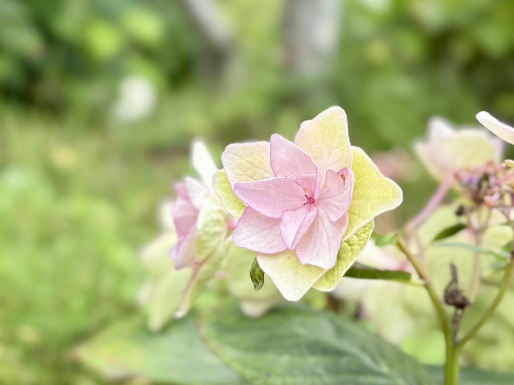 緑に映える満開の珍しいあじさい