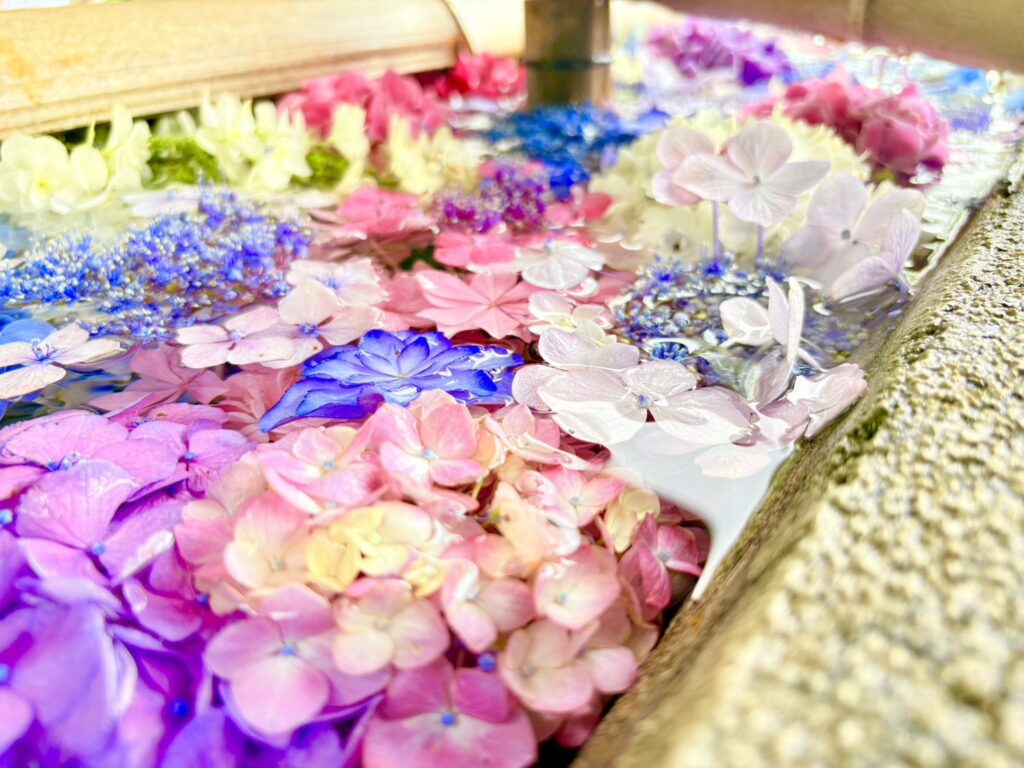 水面に浮かぶ花々のアップ