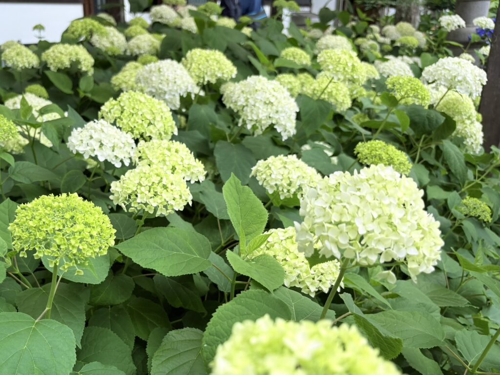 本堂周辺に咲く白いアナベル