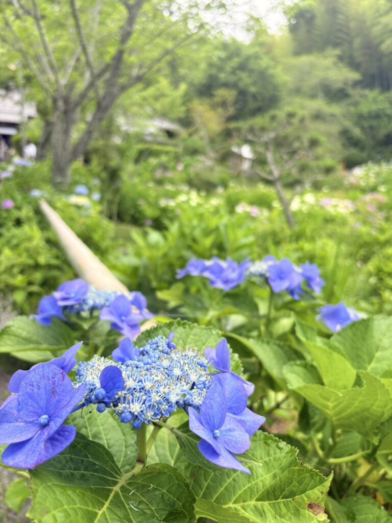 境内へと続く散策路とあじさい