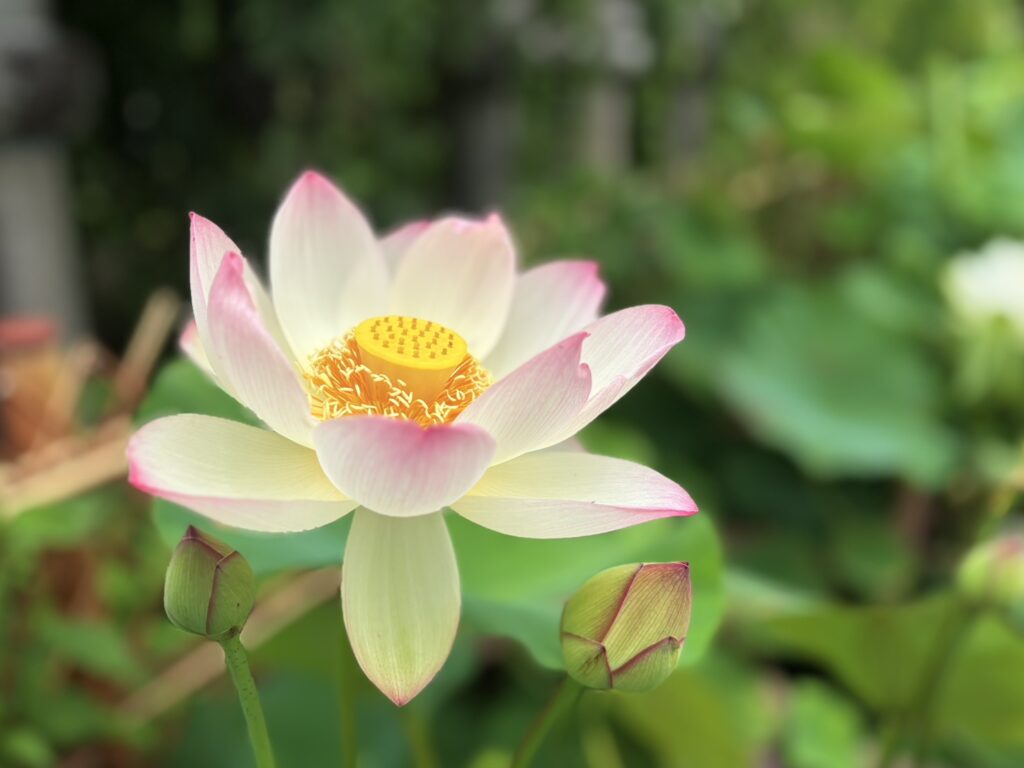 蓮の花が綺麗にさいています