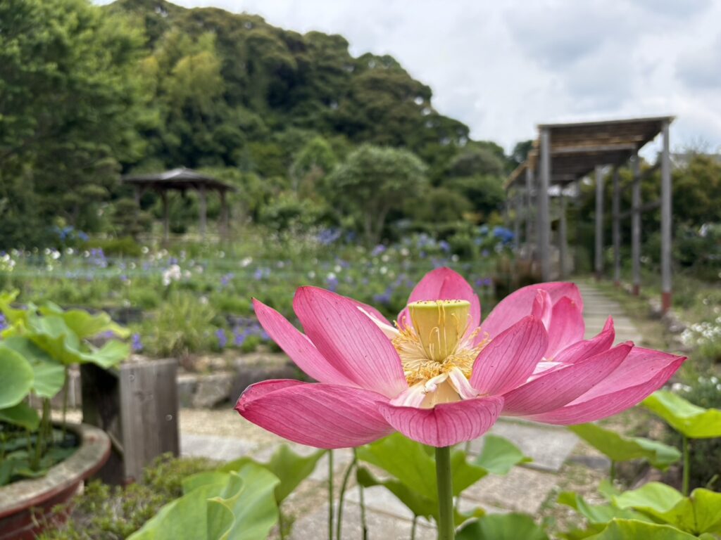 ききょう園や境内で咲く蓮の花