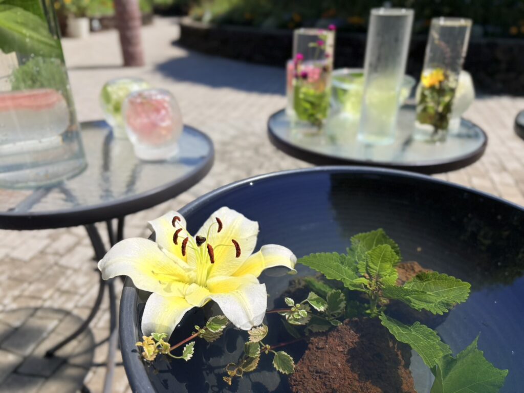 透明感が美しい色鮮やかな水中花