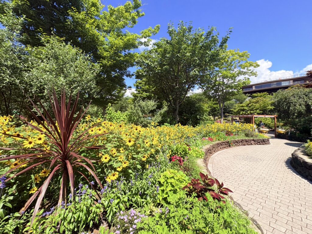 夏のハーブ庭園旅日記を彩るサンフィニティひまわりと季節の花々