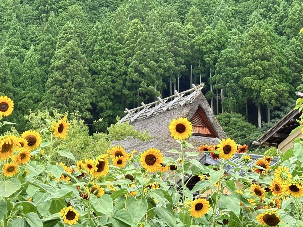 夏の美山かやぶきの里とひまわり