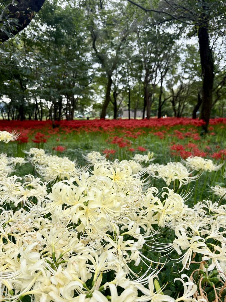  赤と白の彼岸花が並んで咲く風景