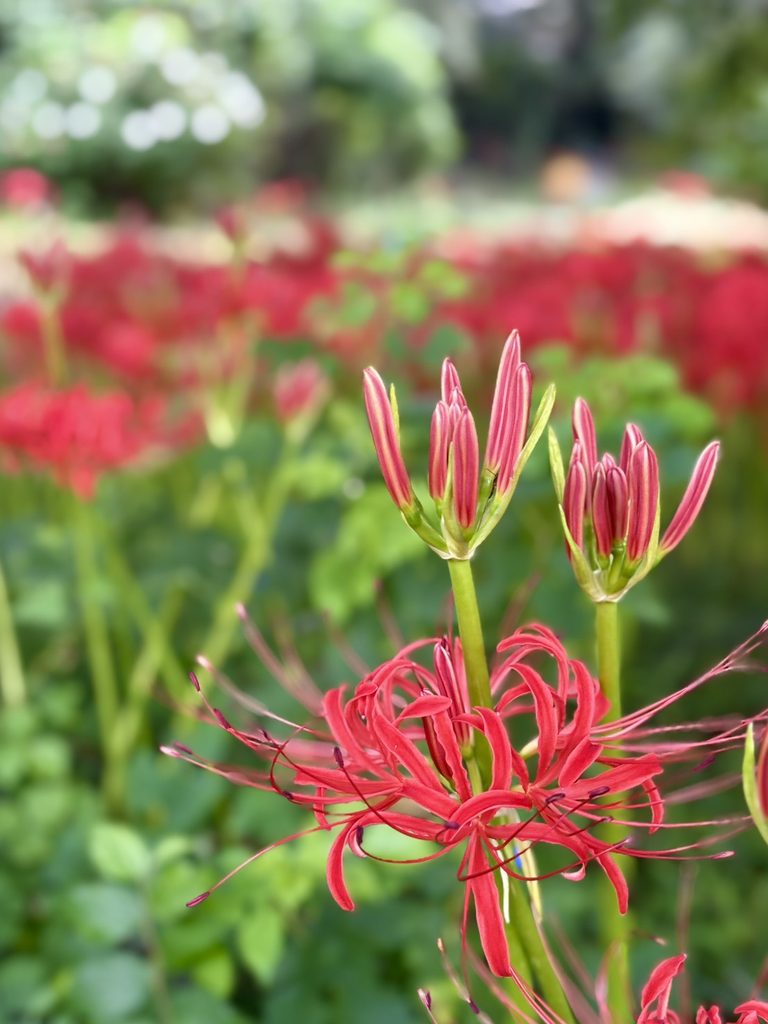 開花前の彼岸花の蕾