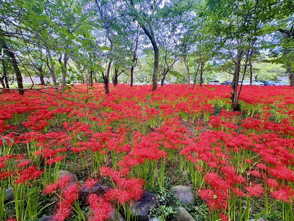 富士宮市沼久保の水辺の楽校に咲く赤い彼岸花