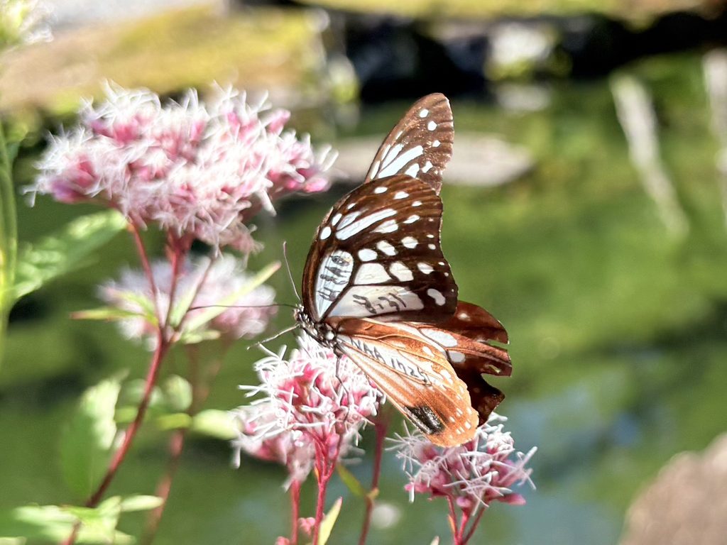羽にマーキングされたアサギマダラを発見。どこから飛んできたのか、どこへ向かうのか、思わず気になりました。