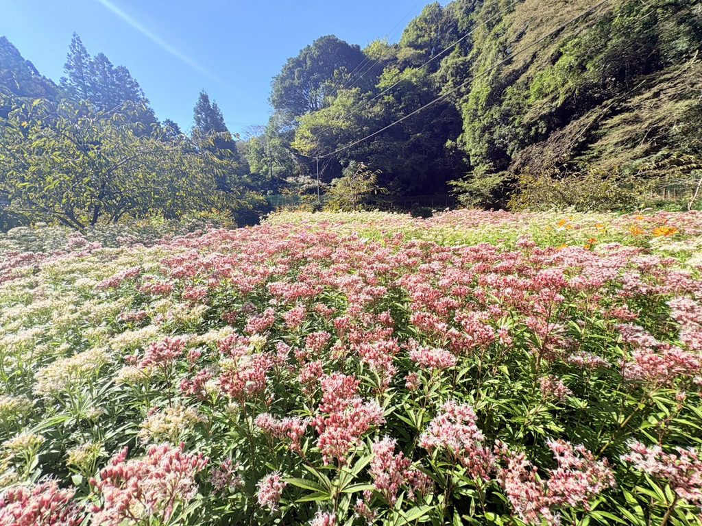 フジバカマが咲き誇る掛川市初馬にある西山桜の郷の風景