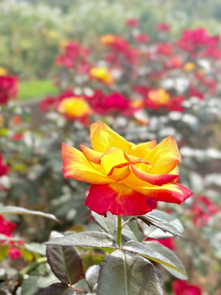 さまざまな色のバラが咲く花壇