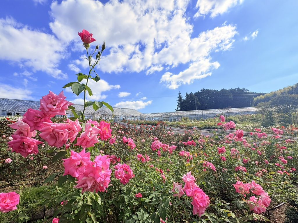 島田市ばらの丘公園。バラを眺めながら歩く園内の散策路。