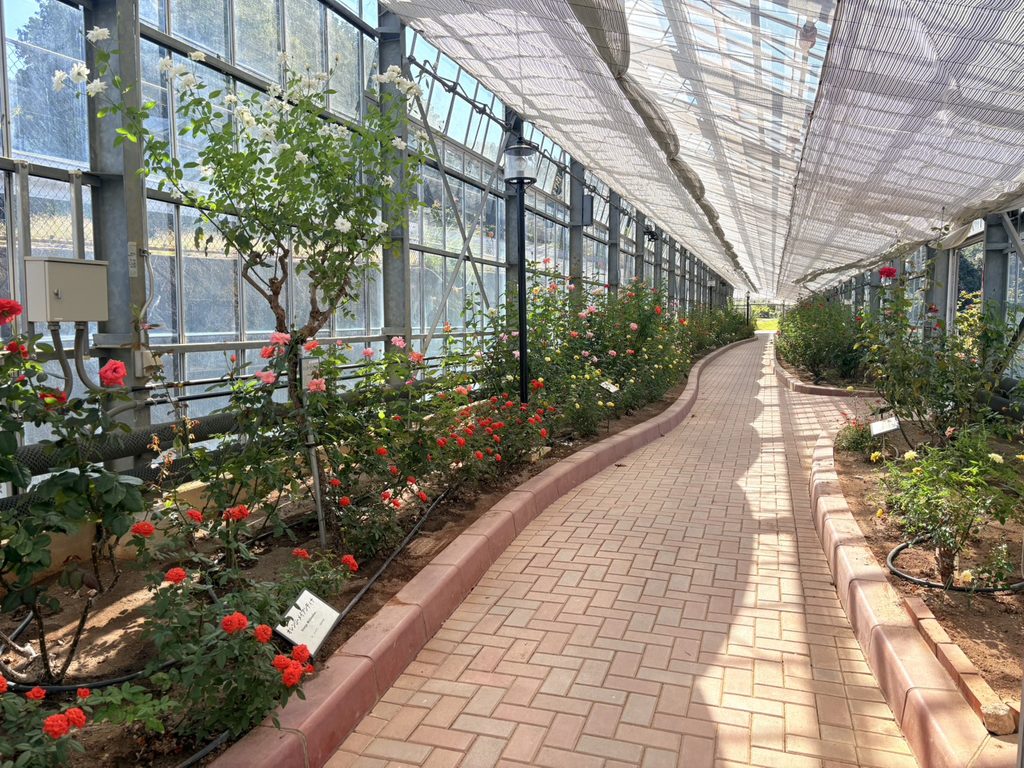 温室で楽しむバラの花