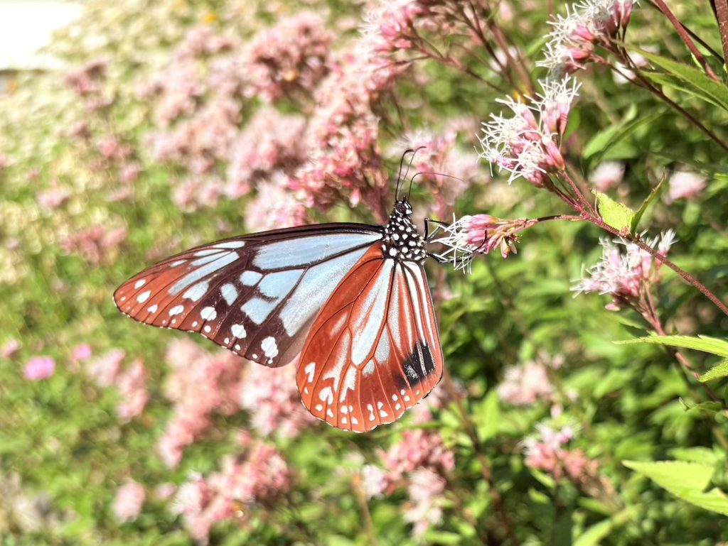 フジバカマの花に止まるアサギマダラ