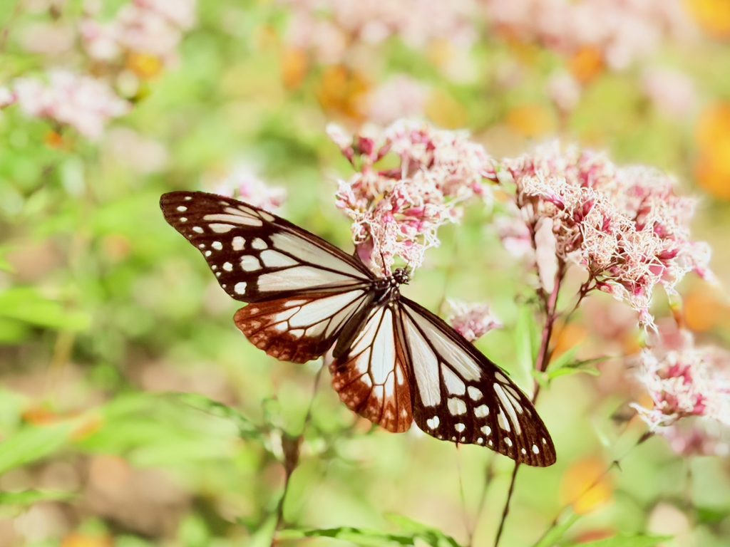 フジバカマの花に止まり、両羽を大きく広げたアサギマダラ。