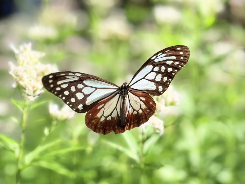 花の上で羽を広げるアサギマダラ。浅葱色と黒の模様が美しいです。