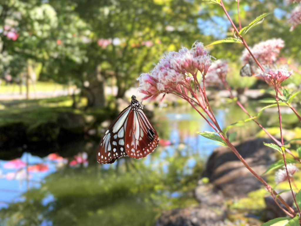 フジバカマの花に止まるアサギマダラ