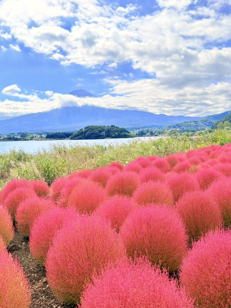 丸く赤く色づいたコキアと富士山