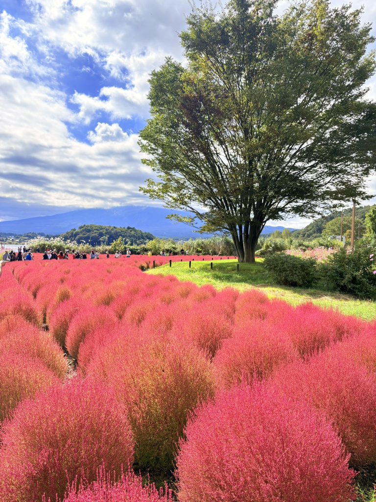 大石公園の赤いコキアと秋の景色