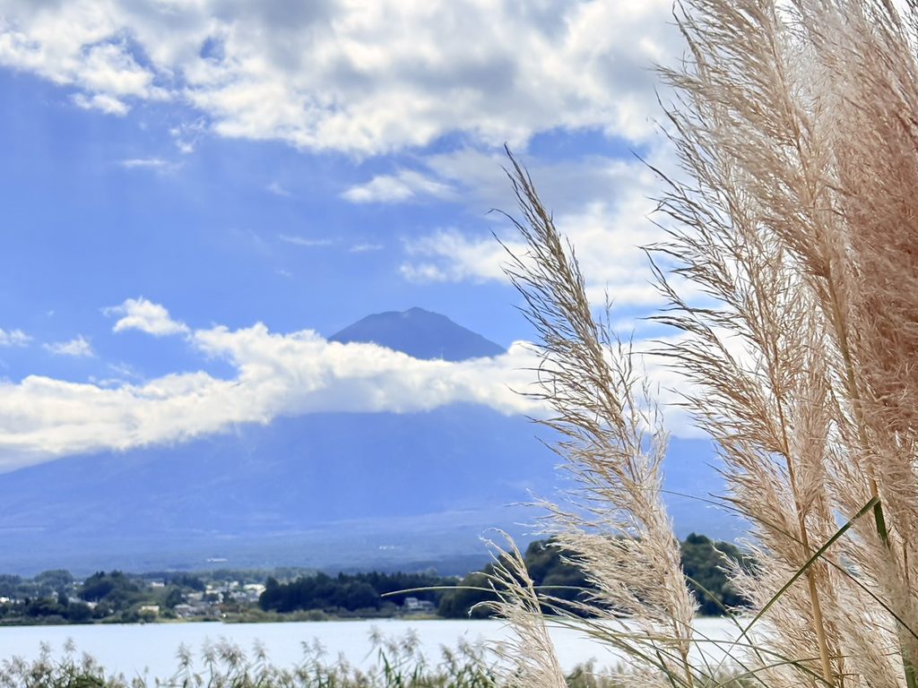 富士山を背景にしたパンパスグラス