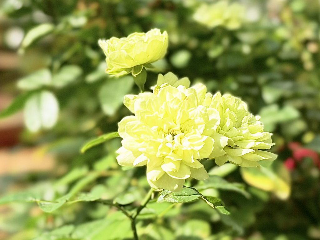 幾重にも重なる花びらが美しい緑のバラ