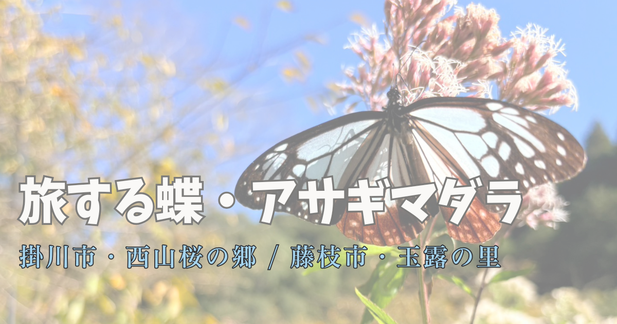 静岡県掛川市と藤枝市で出会った旅する蝶アサギマダラ